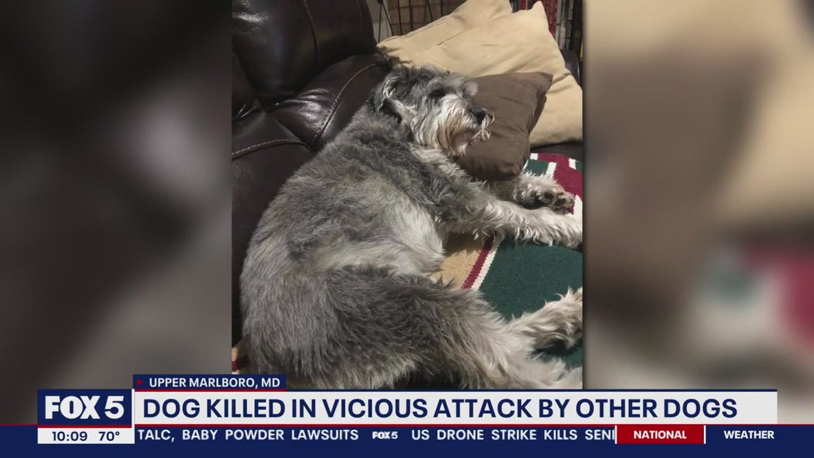 Upper Marlboro man's dog killed in vicious attack during morning walk